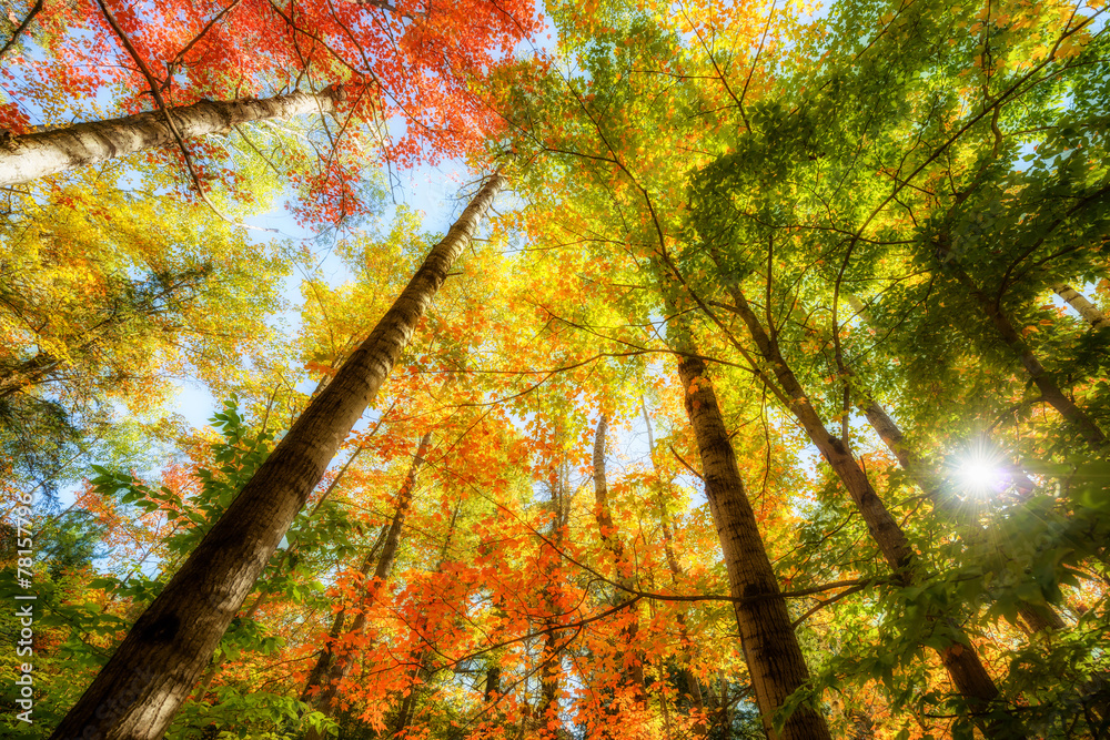 Fototapeta premium Bright Sun Light Through the Tree Leaves in Autumn