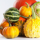 Colorful pumpkins. Halloween pumpkins. Pumpkin varieties. Macro.