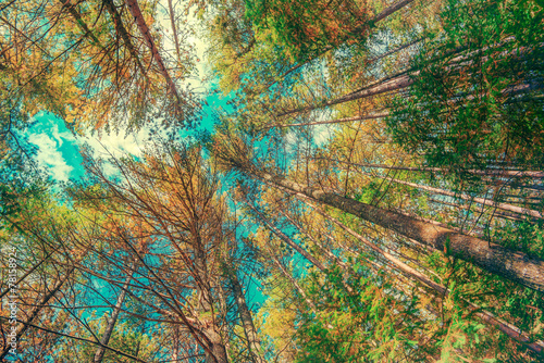 Wallpaper Mural Looking Up At Autumn Trees in a Forest - Vintage, Faded Torontodigital.ca
