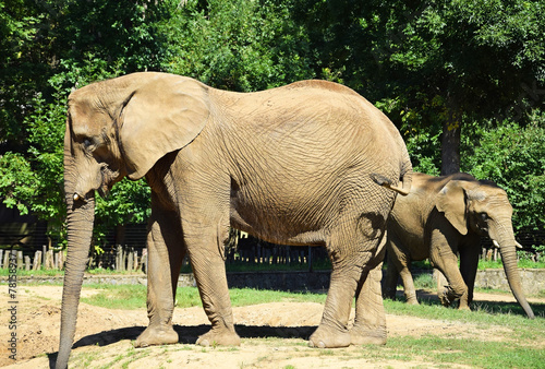 Photography African elephants