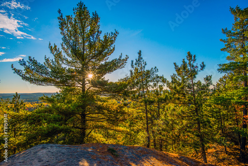 Sun Shines Through Evergreen Trees on a Cliff photo