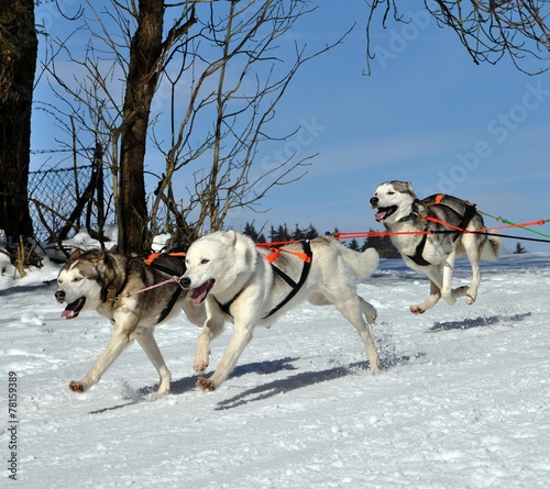 Schlittenhunderennen