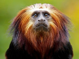 Lion Tamarin