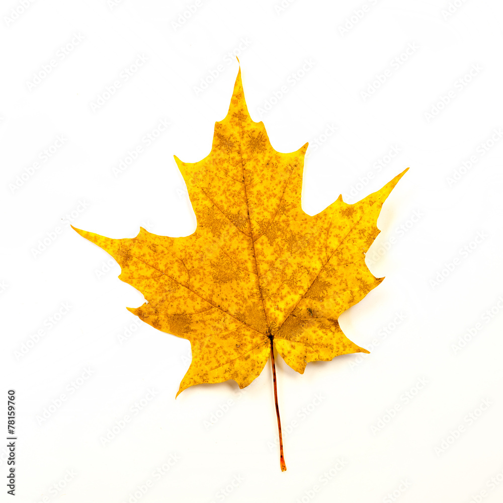 Obraz premium Yellow Maple Leaf Isolated on White