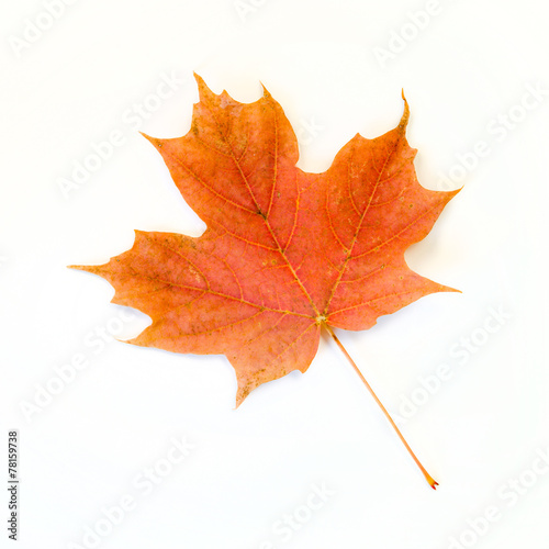 Orange Maple Leaf Isolated on White