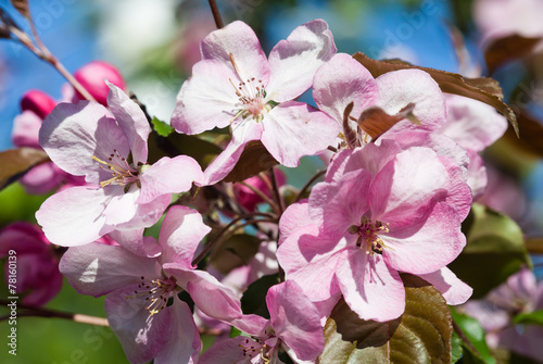 Blooming apple trees. Pink spring flowers. Young leaves. Macro.  soft focus .