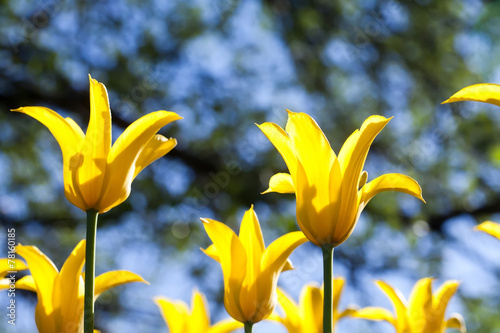 Fresh yellow tulips in warm sunlight (soft focus)
