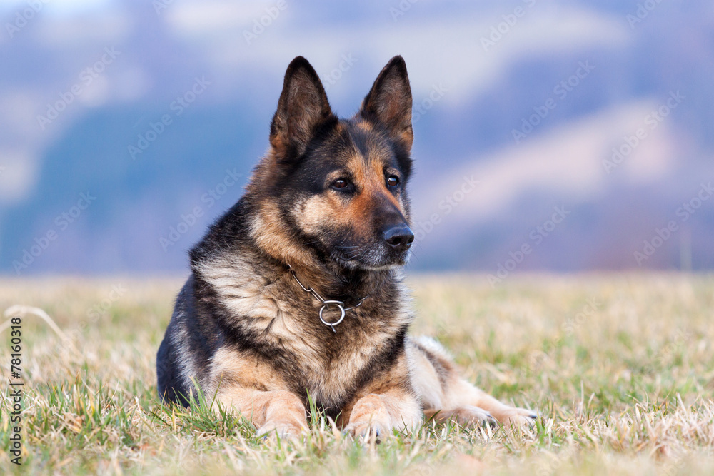Deutscher Schäferhund Deutscher Schäferhund