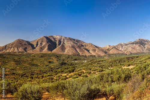 Olive trees on slopes of Cretan mountains.