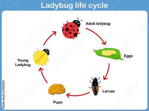 Vector Cycle of ladybug for kids