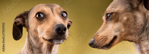 Two funny dogs portrait