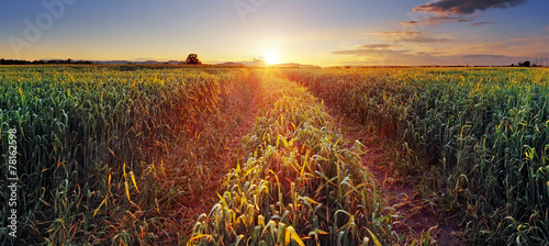 Rural countryside with wheat field and sun #78162598