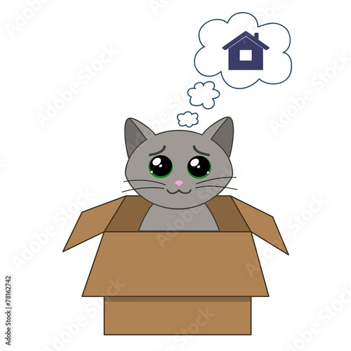 cute kitten in a cardboard box dreaming of home