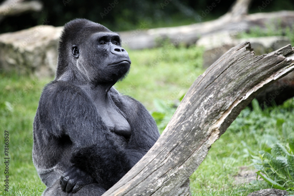 Obraz premium Gorilla silverback