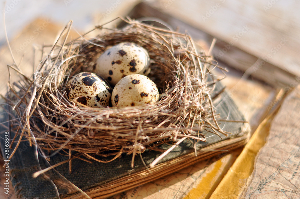 Tiny bird nest on an old map Tiny bird nest on an old map