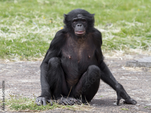 Bonobo © Edwin Butter