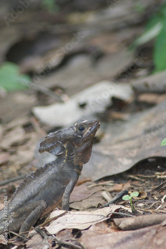 lézard © julienxw