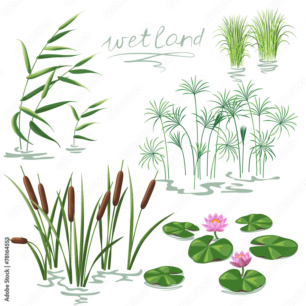Wetland Plants Set - obrazy, fototapety, plakaty 