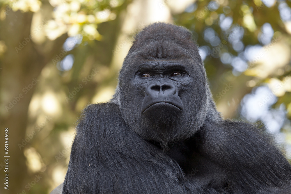 Fototapeta premium gorilla silverback