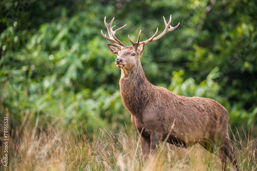 stag deer standing tall in a field