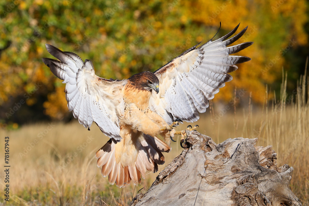 Red-tailed hawk in flight Red-tailed hawk in flight