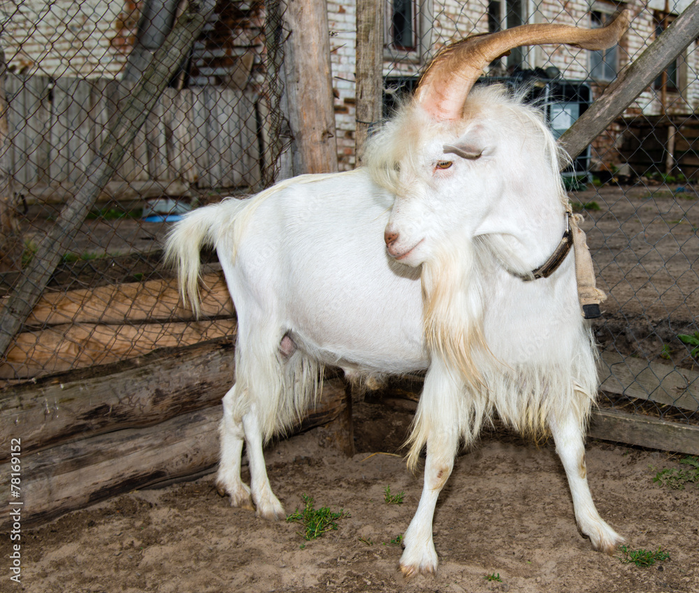 Obraz premium He-goat in farm.