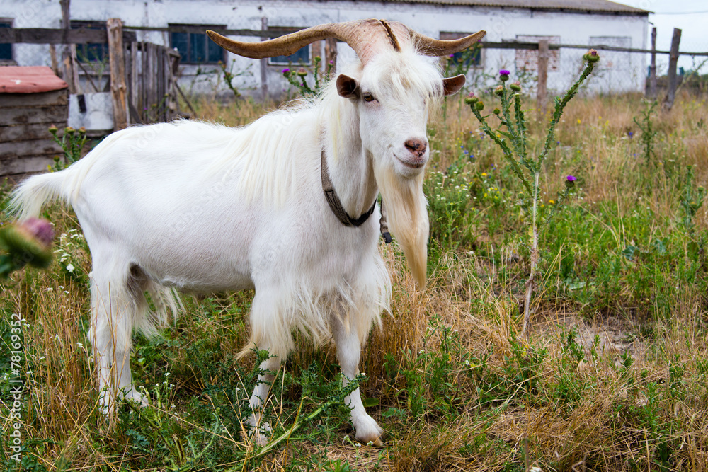 Fototapeta premium He-goat in outdoor.