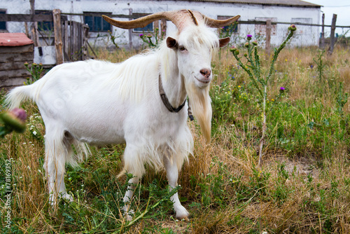 He-goat in outdoor.