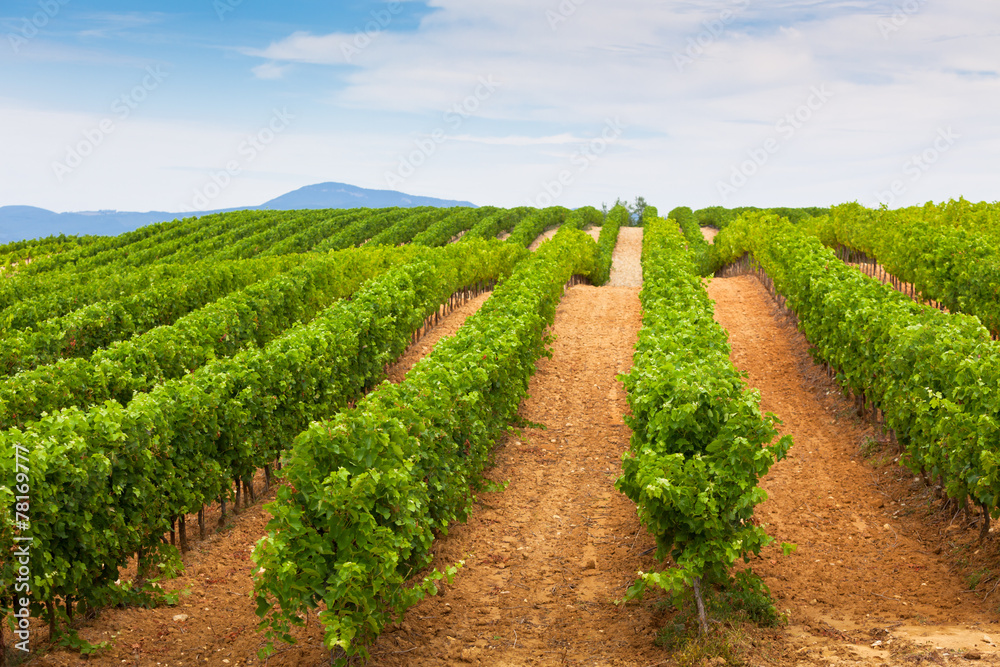 Diminishing rows of Vineyard Field in Southern France