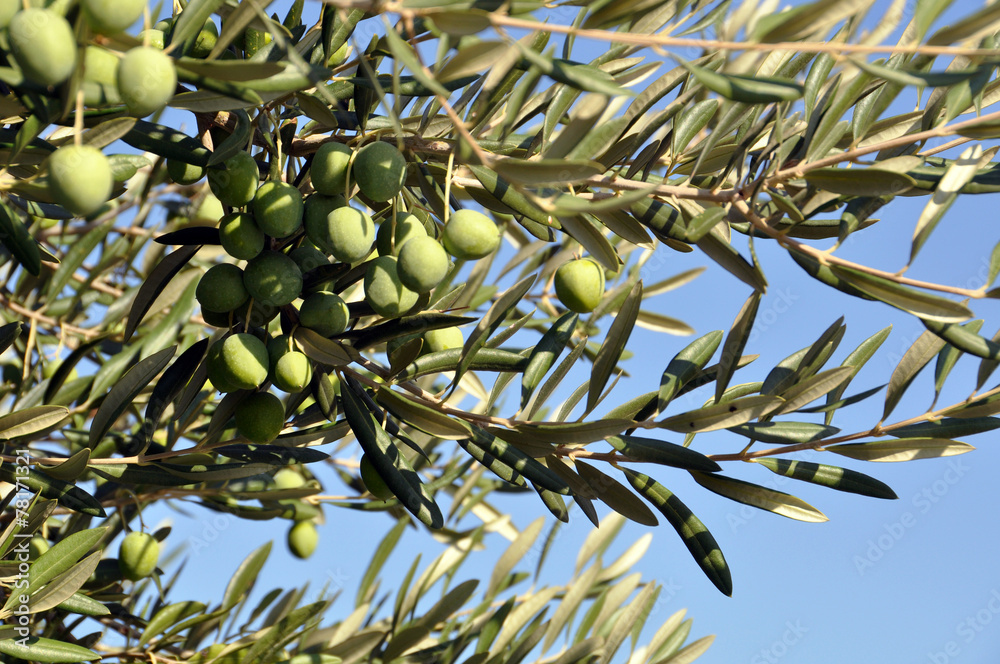 Naklejka premium Olivenbaum