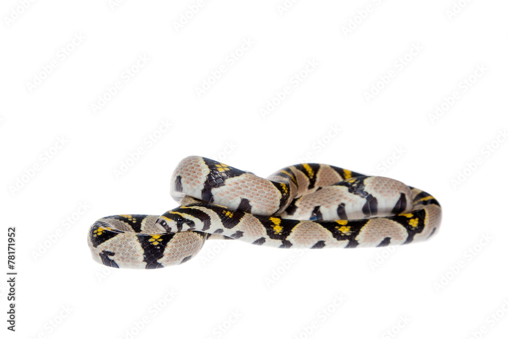 Fototapeta premium Mandarin Rat Snake isolated on white background.