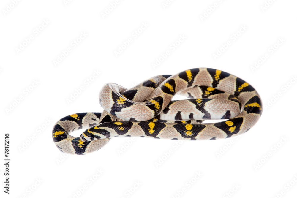 Fototapeta premium Mandarin Rat Snake isolated on white background.