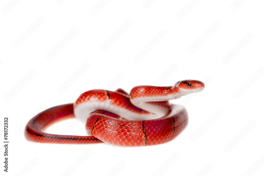 Fototapeta premium Small red bamboo snake isolated on white