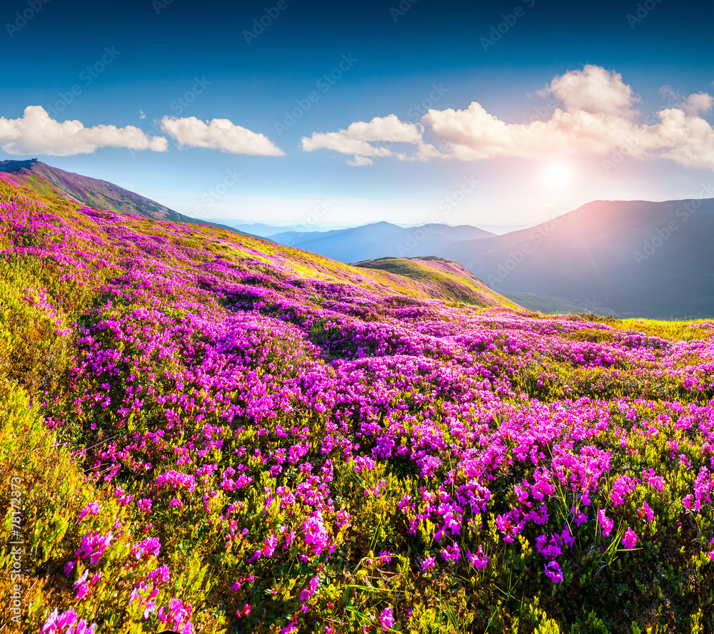 Magic pink rhododendron flowers in the mountains. Magic pink rhododendron flowers in the mountains.