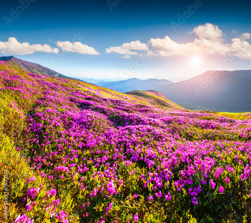 Magic pink rhododendron flowers in the mountains.