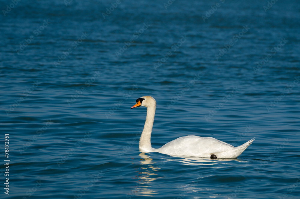 Mute Swan with Dark Blue Water