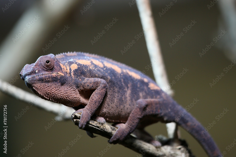 Fototapeta premium Chamaeleon