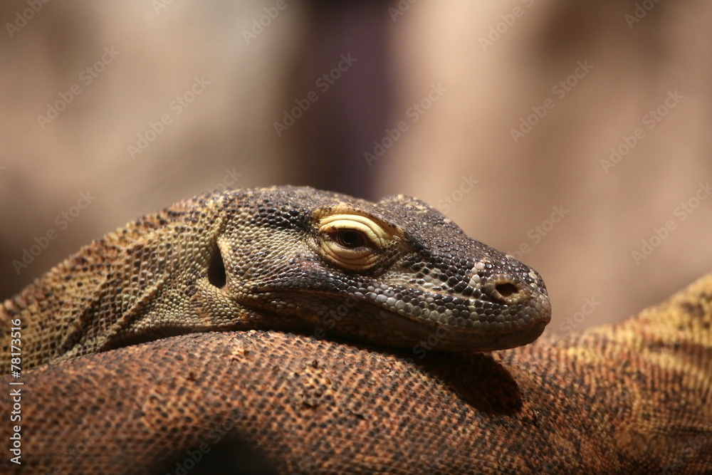 Fototapeta premium Komodonwaran