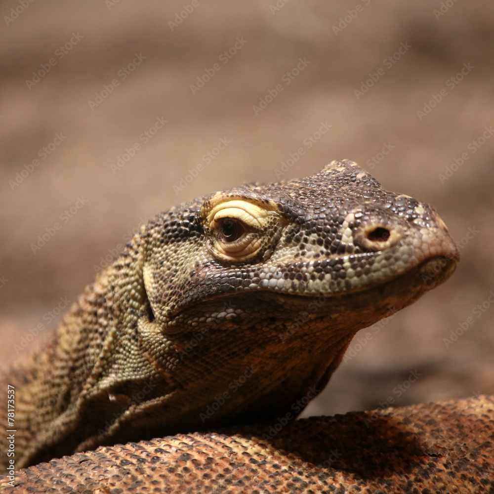 Komodonwaran Komodonwaran