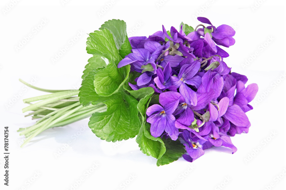 bouquet de violettes - obrazy, fototapety, plakaty 
