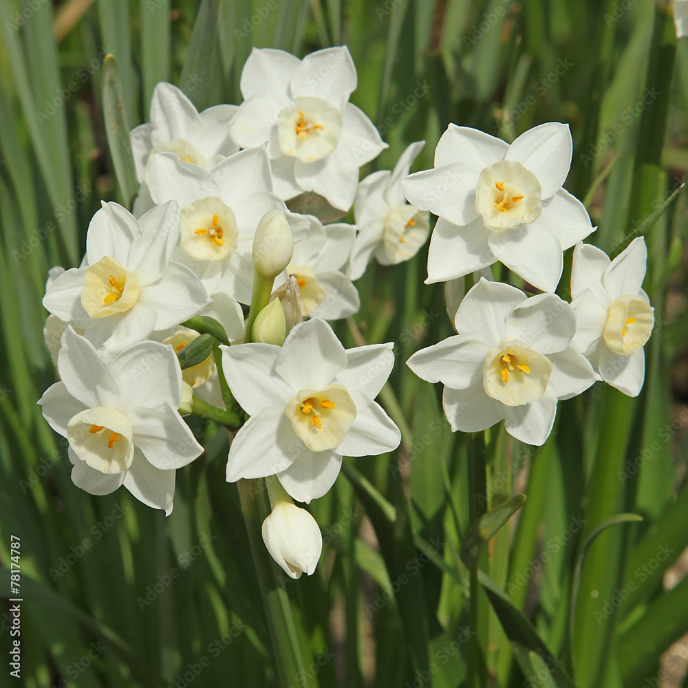 Fototapeta premium Narcisse Paperwhite