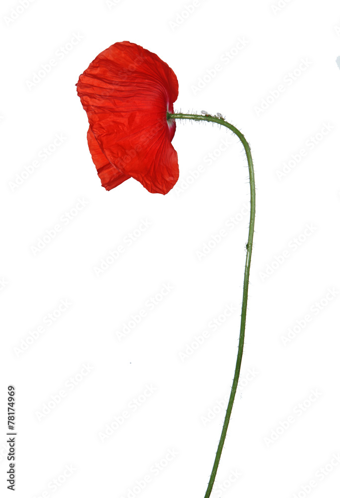 Naklejka premium coquelicots