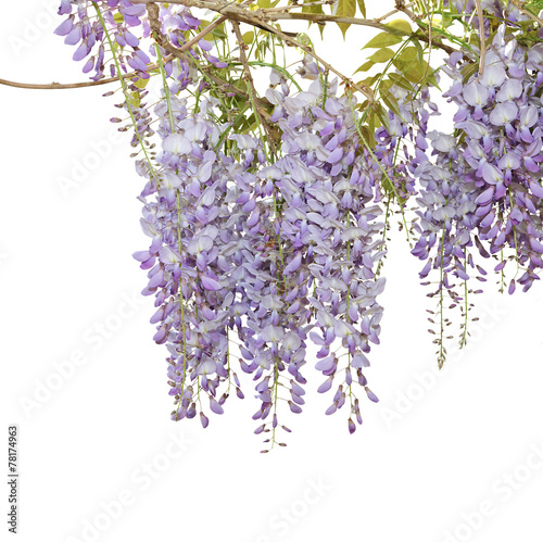 glycine