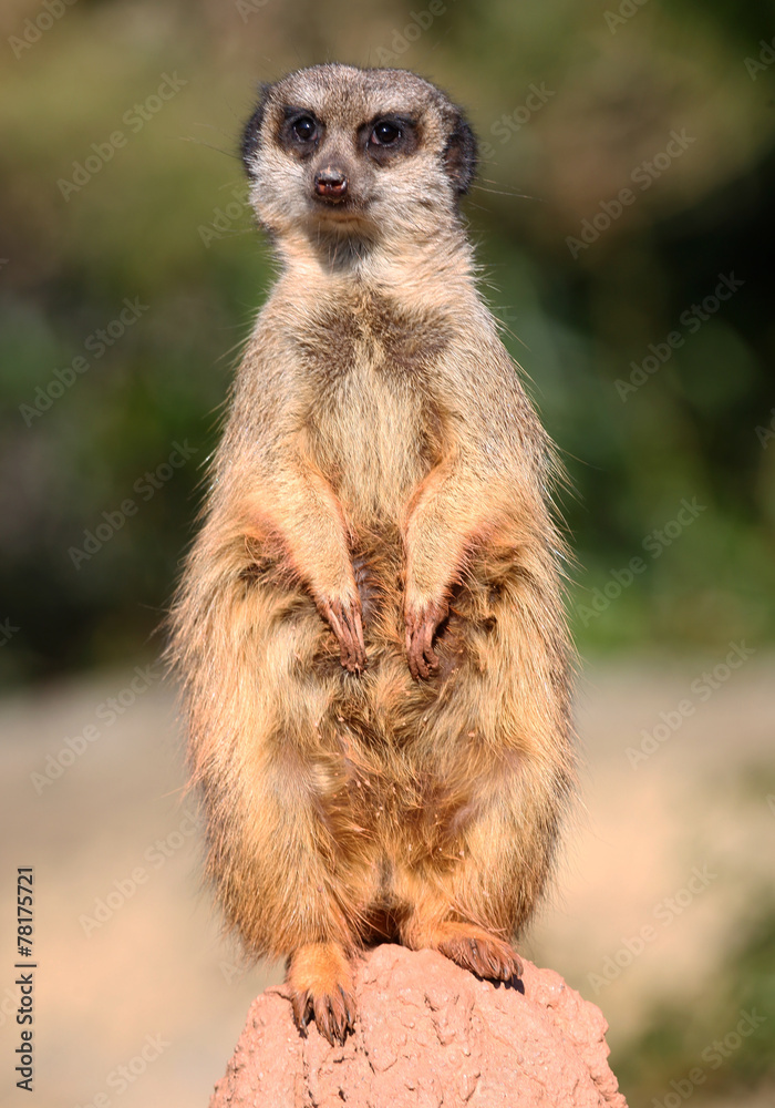 Fototapeta premium stehendes Erdmännchen