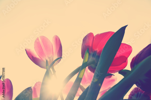Fototapeta Naklejka Na Ścianę i Meble -  Grußkarte - Tulpen im Sonnenlicht - retro