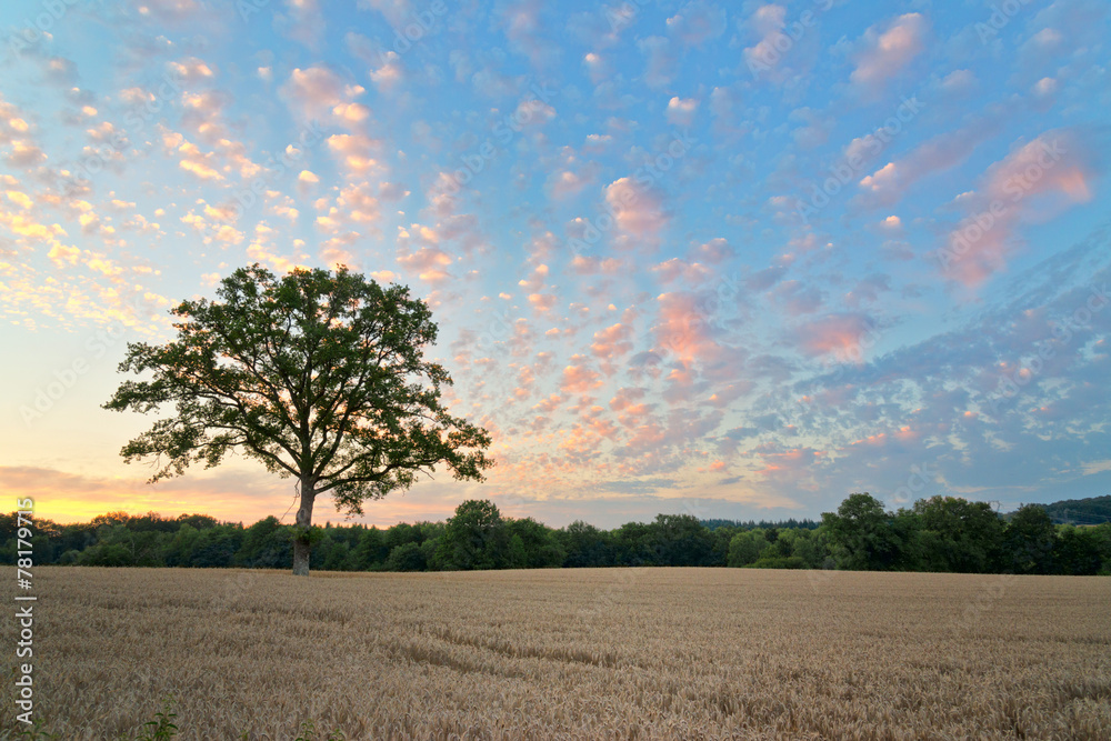 Wide Hay Field with Tall Tree Under Blue Sky