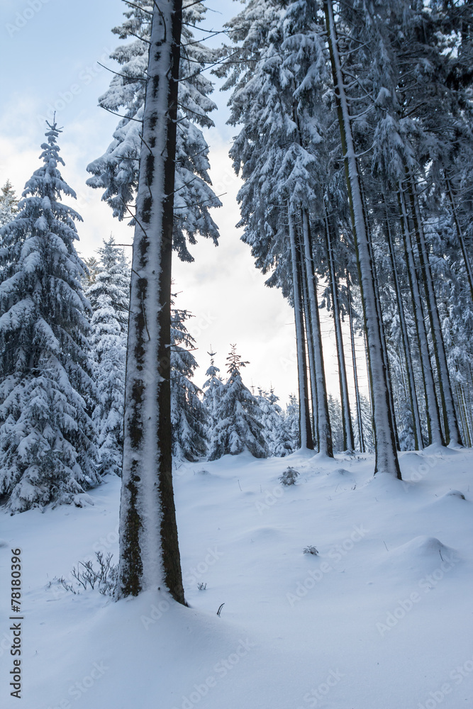 snowy and cold winter forest