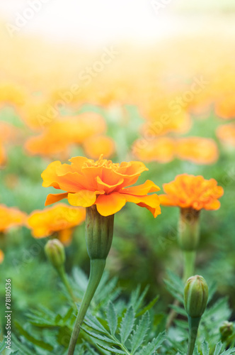 Marigold flower.