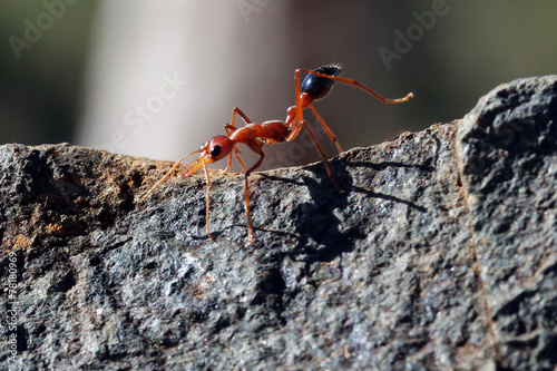 Bull Ant