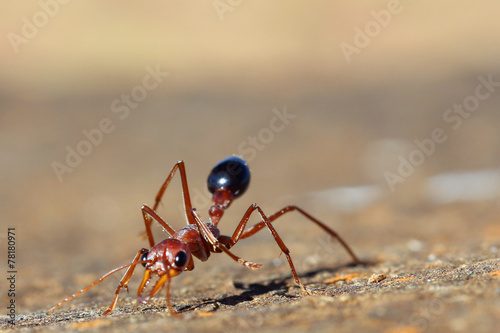 Bull Ant